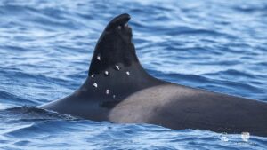 One of world’s oldest orca whales found with possible shotgun wounds as officials launch investigation