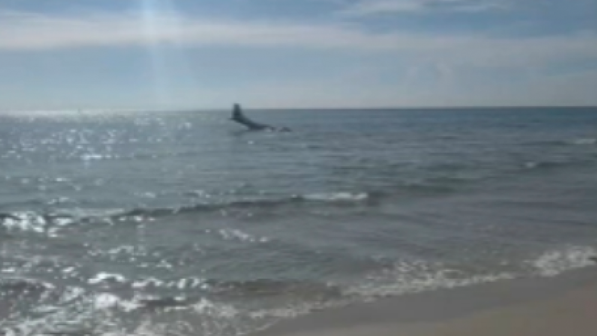 The pilot of the plane was rescued shortly after plunging into the ocean.