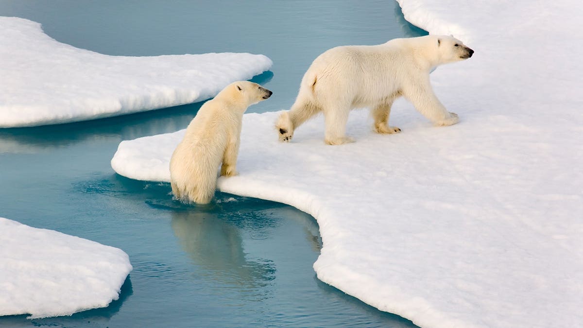 Polar bear stands on white surface.