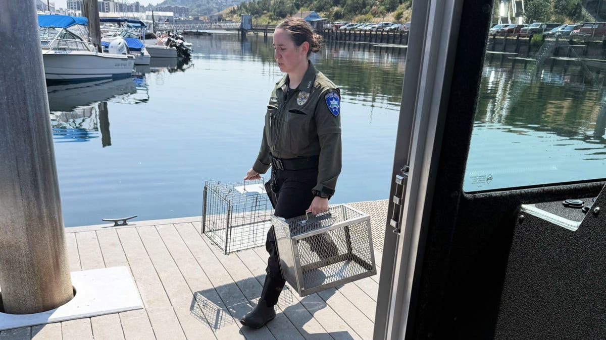 Tacoma Animal Control and Marine Services worked to safely remove 60 cats and kittens from a sailboat anchored off Owens Beach.