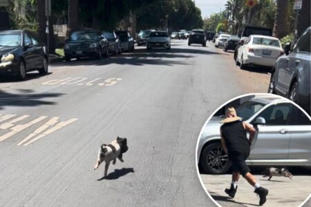 Video shows adorable, tiny pig running wild in West Hollywood, living its best life and LA is obsessed