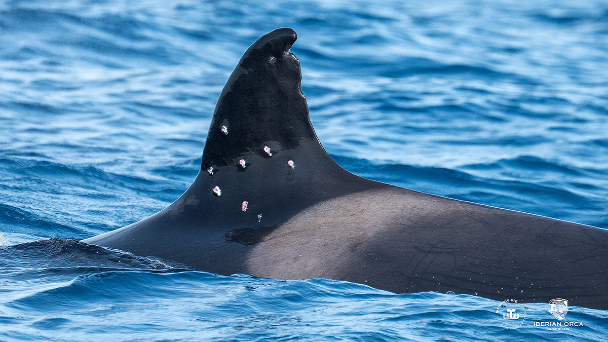 Toñi swims with visible injuries along her dorsal fin after conservationists reported suspected shotgun pellet wounds