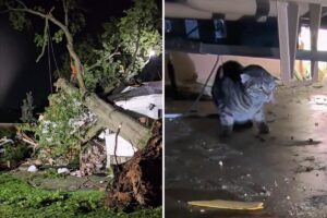 Tree smashes LI home during intense storms, trapping dozens of cats inside