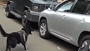 Bodycam shows police K-9 leaping into action after suspected impaired driver refused to surrender