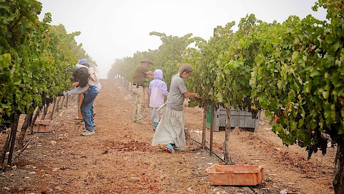 The Israel Guys volunteering program in Israel