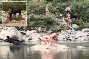 Moose gets shockingly close to Colorado swimmers: video Moose gets shockingly close to Colorado swimmers: video