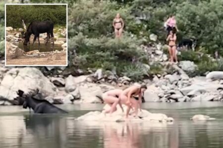 Moose gets shockingly close to Colorado swimmers: video