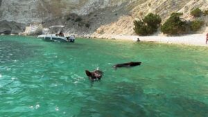 Atokos: The tiny Greek island where people can swim with wild boars