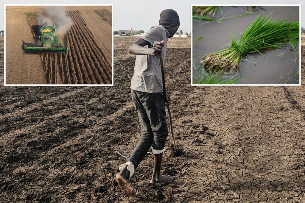 Super El Niño could spike food prices by double-digits — and it could take years to return to normal Super El Niño could spike food prices by double-digits — and it could take years to return to normal