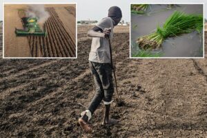 Super El Niño could spike food prices by double-digits — and it could take years to return to normal