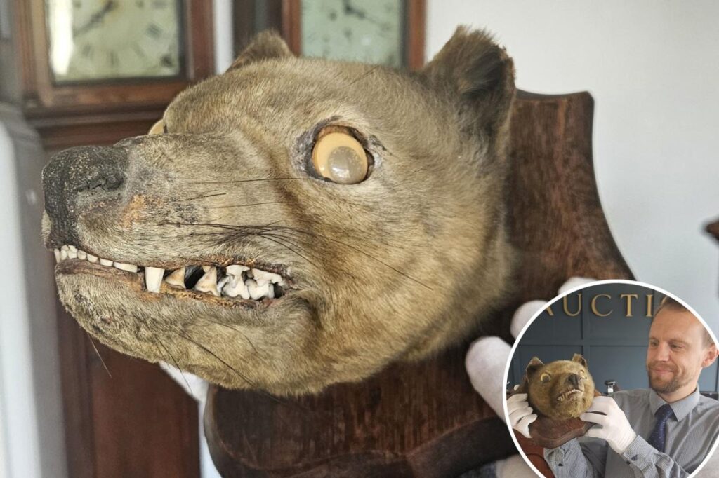 ‘Holy grail’: Antique ‘fox head’ bought at a flea market turns out to be an ancient extinct species valued at K
