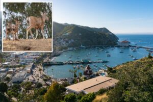 Thousands of deer to be killed on Catalina Island — and why it’ll stop wildfires