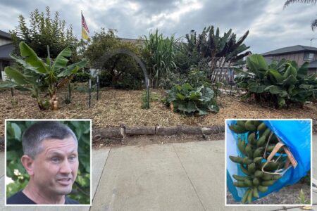 Exclusive | California man slams city after being fined for growing food at home: ‘I don’t trust the system’ Exclusive | California man slams city after being fined for growing food at home: ‘I don’t trust the system’
