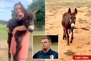 Georgia cop reveals why he killed baby donkey HeeHaw as owner shares heartbreaking video of beloved animal’s final days