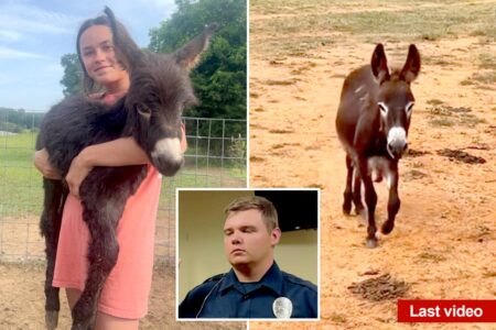 Georgia cop reveals why he killed baby donkey HeeHaw as owner shares heartbreaking video of beloved animal’s final days