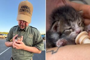 Newborn kitten travels 76 miles inside engine of SUV before worker makes shock discovery