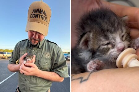 Newborn kitten travels 76 miles inside engine of SUV before worker makes shock discovery
