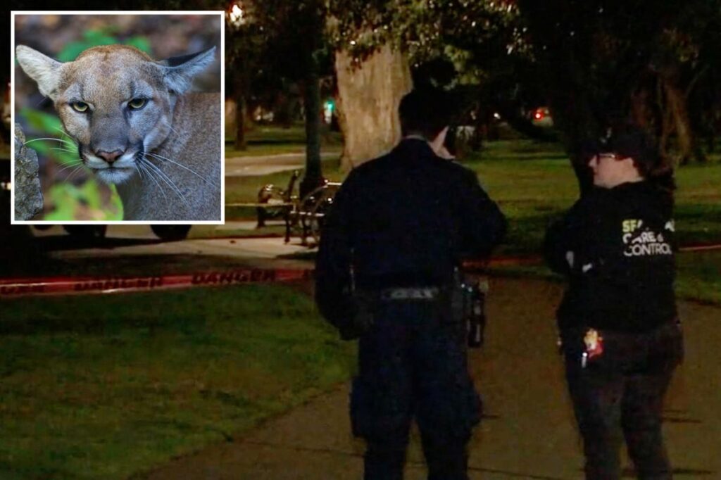 Mountain lion lurks in a tree on busy residential street in San Francisco — as animal control scrambles