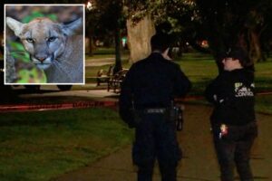 Mountain lion lurks in a tree on busy residential street in San Francisco — as animal control scrambles Mountain lion lurks in a tree on busy residential street in San Francisco — as animal control scrambles