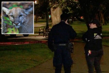 Mountain lion lurks in a tree on busy residential street in San Francisco — as animal control scrambles Mountain lion lurks in a tree on busy residential street in San Francisco — as animal control scrambles