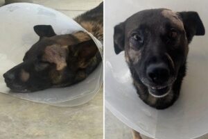 Hero San Diego sheriff’s K-9 stabbed in face while taking on burglar in Escondido