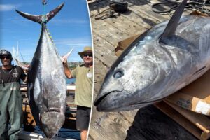 Largest bluefin tuna ever caught on rod and reel snagged off San Diego coast Largest bluefin tuna ever caught on rod and reel snagged off San Diego coast