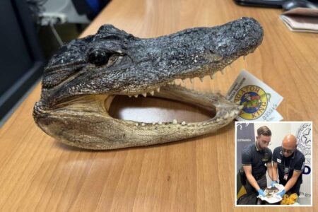 Crocodile head found in man’s luggage during airport screening