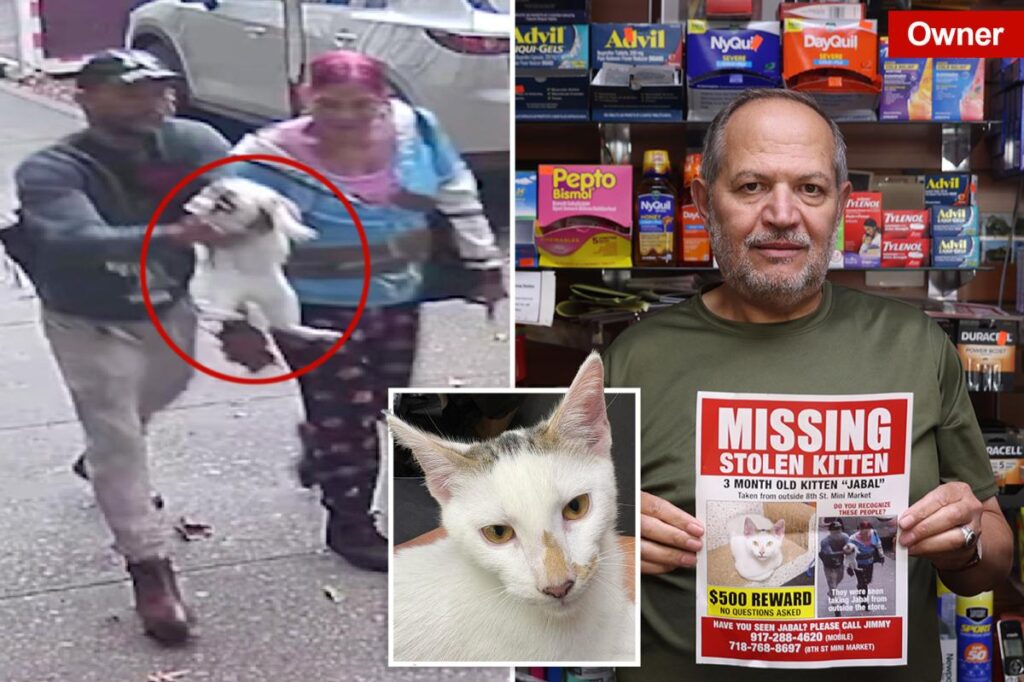 Beloved NYC bodega cat stolen from store as kitty’s fans have their claws out for the petnappers