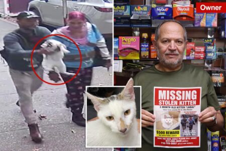 Beloved NYC bodega cat stolen from store as kitty’s fans have their claws out for the petnappers