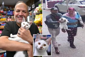 Beloved NYC bodega cat returned days after couple snatched him from street, causing ‘crazy outrage’ Beloved NYC bodega cat returned days after couple snatched him from street, causing ‘crazy outrage’