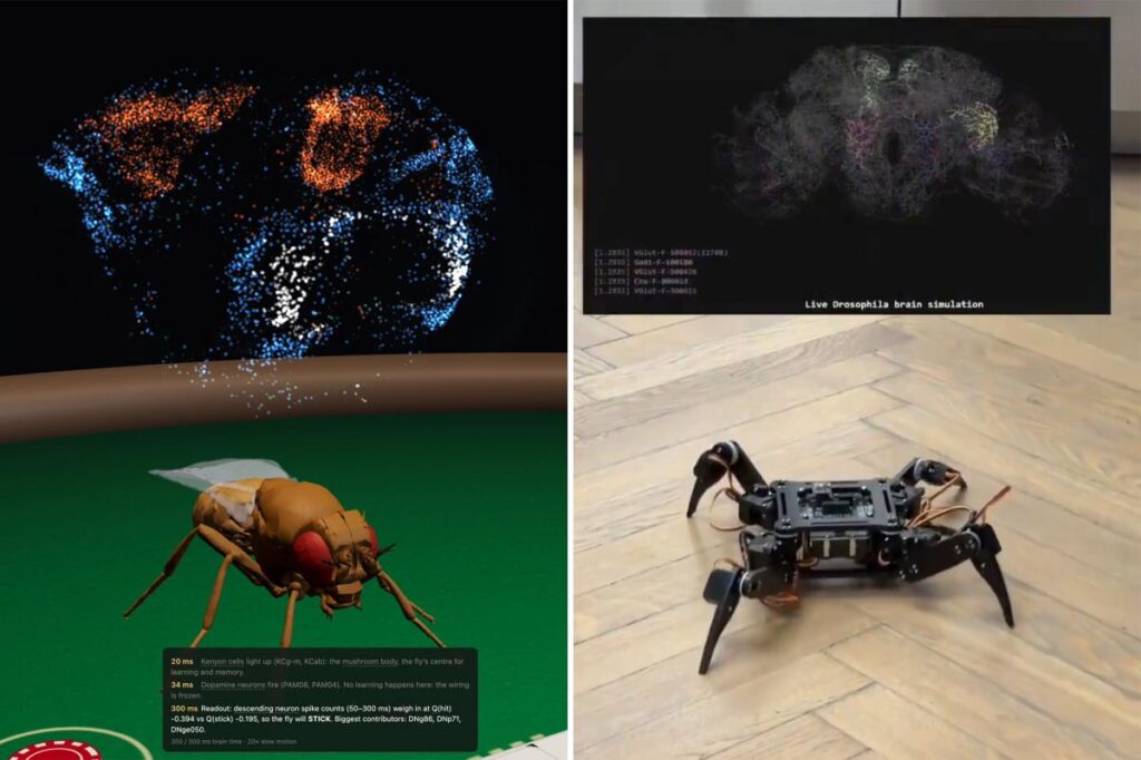 Fruit fly beats advanced AI at chess in just 11 moves — and that’s just the start Fruit fly beats advanced AI at chess in just 11 moves — and that’s just the start