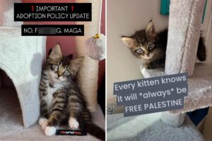 NYC kitten rescue defends ‘NO F–KING MAGA’ adoption policy as PETA calls for it to be abolished