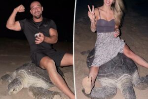 ‘Scum of the earth’ tourists ignite international backlash after filming themselves riding egg-laying sea turtle
