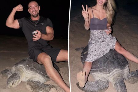 ‘Scum of the earth’ tourists ignite international backlash after filming themselves riding egg-laying sea turtle