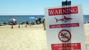 Swimmer rushed to hospital after suspected shark attack at Martha’s Vineyard