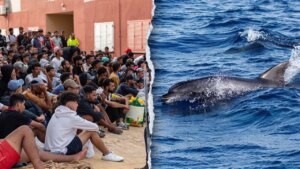 Migrants spark outrage after video shows baby dolphin beaten during beach celebration