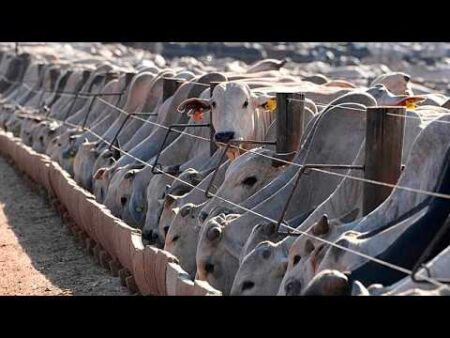 EU suspension of Brazilian meat comes into force, despite ongoing talks with Brasília EU suspension of Brazilian meat comes into force, despite ongoing talks with Brasília