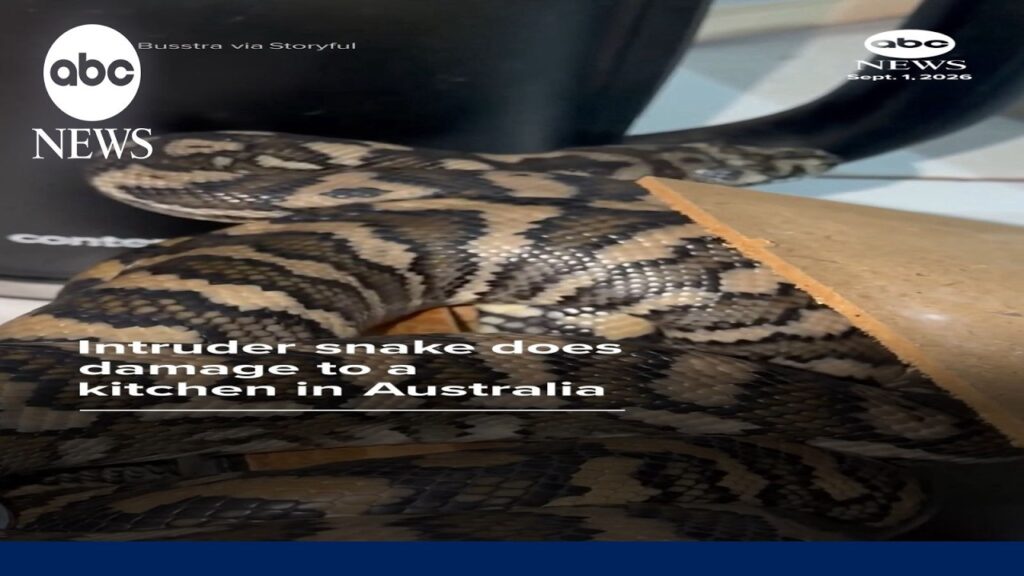 Intruder snake does damage to a kitchen in Australia