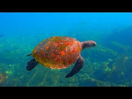 From corals to saiga: Inside the recovery of threatened wildlife From corals to saiga: Inside the recovery of threatened wildlife