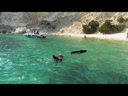 Atokos: The tiny Greek island where people and wild boars swim in the sea and sunbathe together