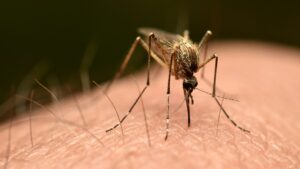 Third person dies after mosquito is reportedly trapped on plane to Germany in ‘airport malaria’ phenomenon Third person dies after mosquito is reportedly trapped on plane to Germany in ‘airport malaria’ phenomenon