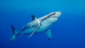 ‘Devoted’ father and grandfather-to-be swimming at popular beach killed in suspected shark attack