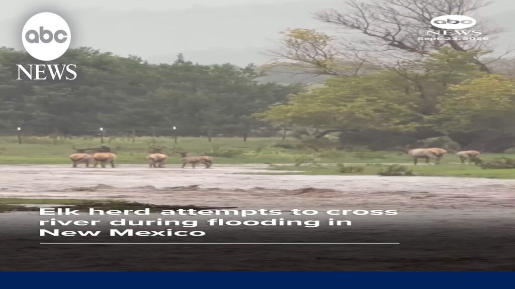 Elk herd attempts to cross river in New Mexico