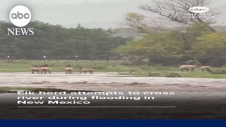 Elk herd attempts to cross river in New Mexico