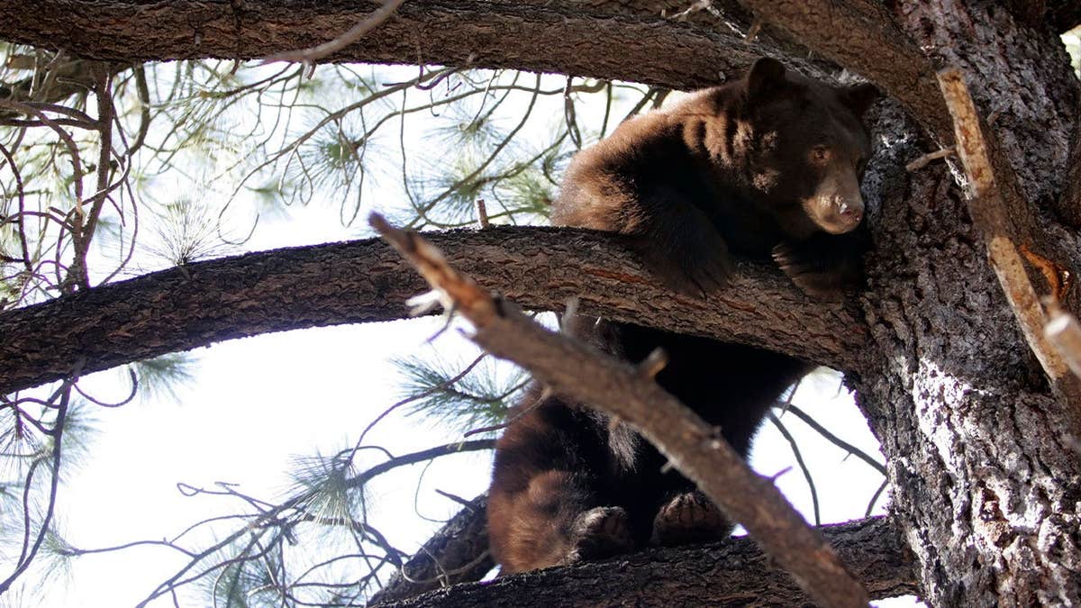 Black bear sitting in a tree near a home in the Lake Tahoe Basin
