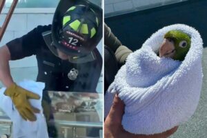 Exotic bird gets high-flying rescue from SF balcony — as parrots flock to celebrate
