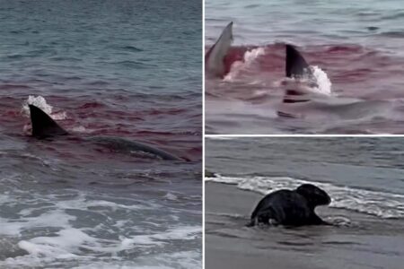 Great white shark tears seal apart, turning serene Nantucket beach into bloodbath, wild video shows