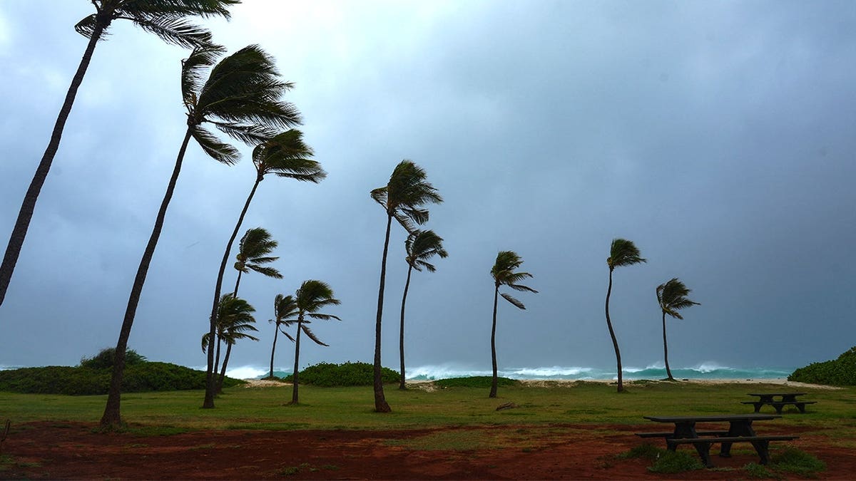 Palm trees swaying in hurricane weather on Kauai