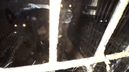 California animal rescue operator charged with felonies for alleged ‘inhumane and unsanitary conditions’