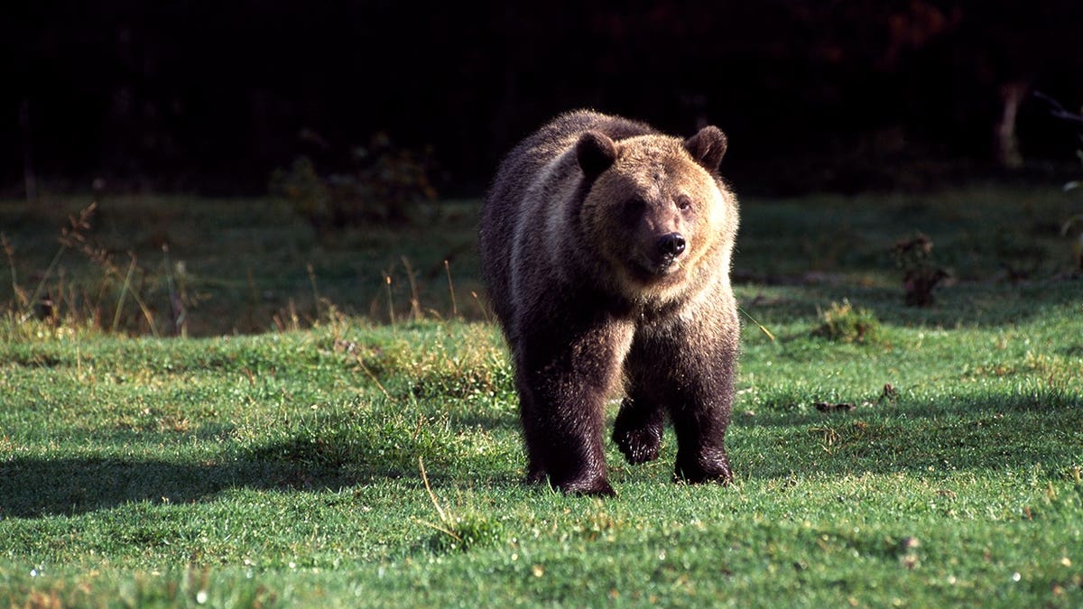 Image of grizzly bear in Montana